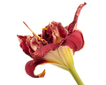 Dark burgundy flower of day-lily, isolated on white background - PhotoDune Item for Sale