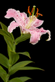 Big pink flower of oriental lily, isolated on black background - PhotoDune Item for Sale