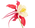 Red flower of aquilegia, blossom of catchment closeup, isolated on white background - PhotoDune Item for Sale