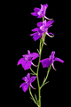 Violet flower of wild delphinium, larkspur flower, isolated on black background - PhotoDune Item for Sale