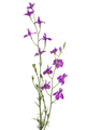 Violet flower of wild delphinium, larkspur flower, isolated on white background - PhotoDune Item for Sale