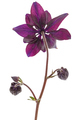 Purple flower of aquilegia, blossom of catchment closeup, isolated on white background - PhotoDune Item for Sale