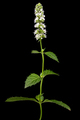 Mint with flowers and leaves,  isolated on black background - PhotoDune Item for Sale