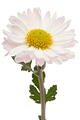 Light pink chrysanthemum flower, isolated on white background - PhotoDune Item for Sale