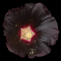Very dark flower of mallow, isolated on black background - PhotoDune Item for Sale