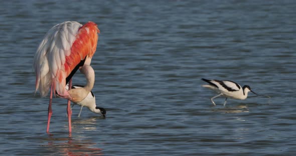 Pied avocet, Recurvirostra avosetta, Pink flamingos, Camargue, France