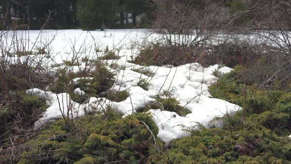 Bushes in Snowy Forest in Spring