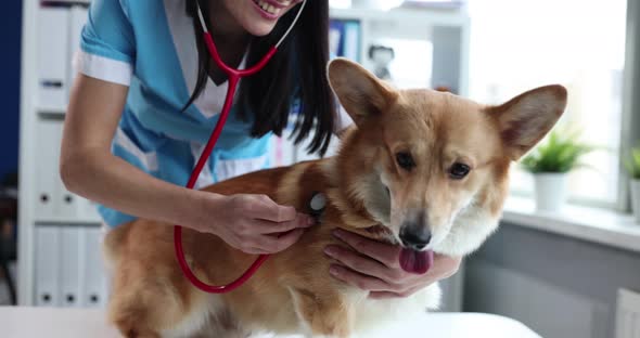 Doctor Using Stethoscope Listening to Heartbeat of Dog