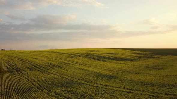 Aerial view of bright green agricultural farm field with growing rapeseed plants at sunset.