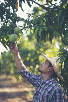 d, mango garden.