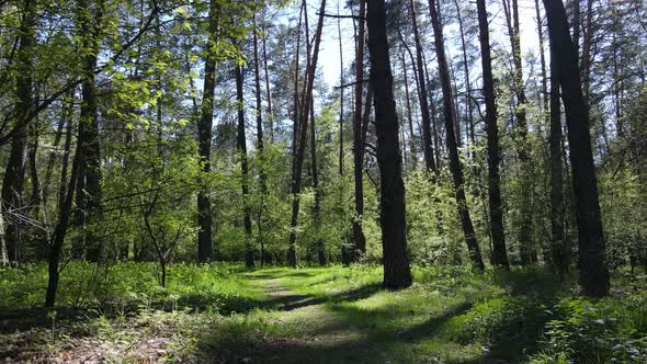 Green Forest During the Day Aerial View