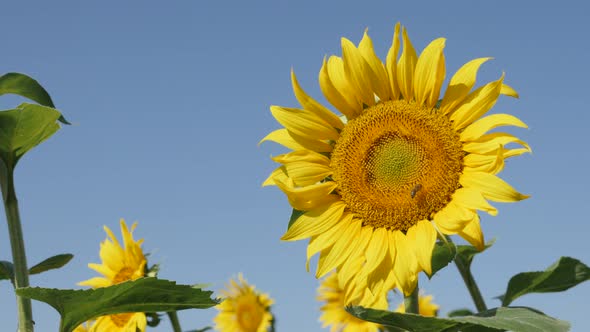 Close-up panning on sunflower Helianthus annuus head  4K footage