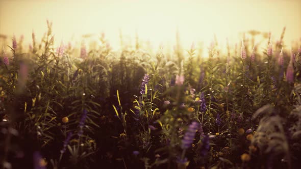 Wild Field Flowers at Summer Sunset