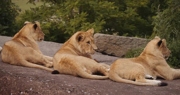 Lion Cubs Resting Together In Safari Park