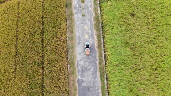 Female ride motorbike through rural road surrounded by vast rice fields, top down aerial view