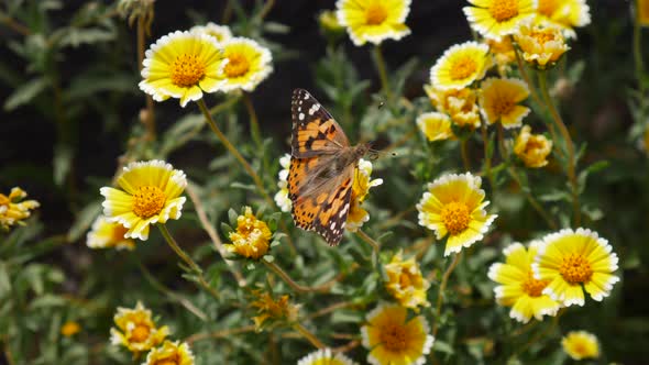 A painted lady butterfly taking flight feeding on nectar and pollinating a meadow of yellow wild flo