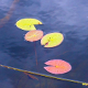 Floating Leaves