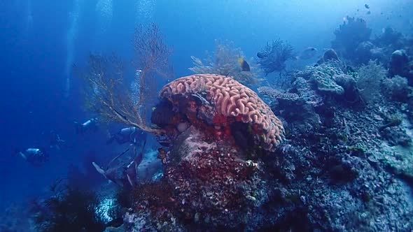 a sloping coral reef with sea fans. camera gliding over close by to reveal divers below