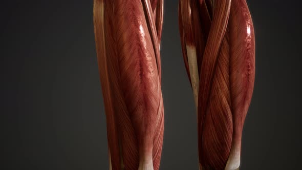 Muscular System of Human Body Animation