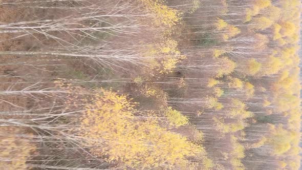 Vertical Video of a Forest Landscape on an Autumn Day in Ukraine