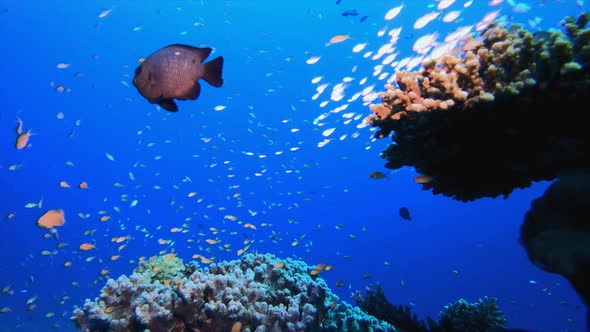 Tropical Coral Garden Life