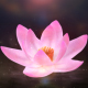 Blooming Lotus Logo Reveal - VideoHive Item for Sale