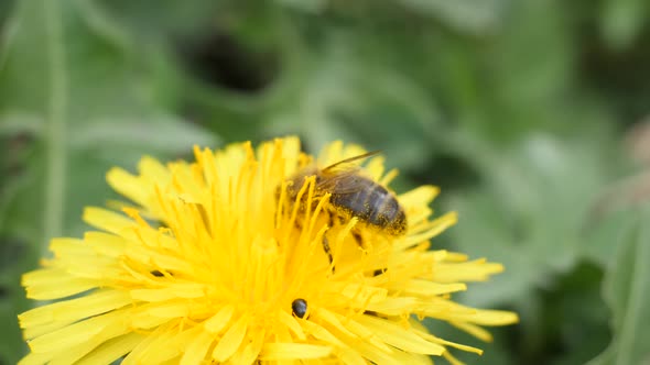 Macro shot of a bee sucking nectar out of a dandelions next to some small bugs.