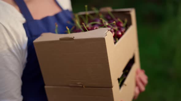 Agronomist Presenting Cherry Harvest Basket in Summer Fruit Garden Plantation