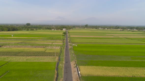 Rice Field and Agricultural Land in Indonesia