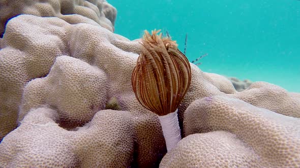 Beautiful Underwater Feather Duster Worm