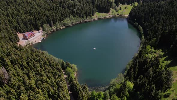 Lake Among Pine Forests