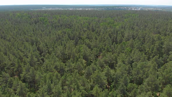 Green Pine Forest Aerial