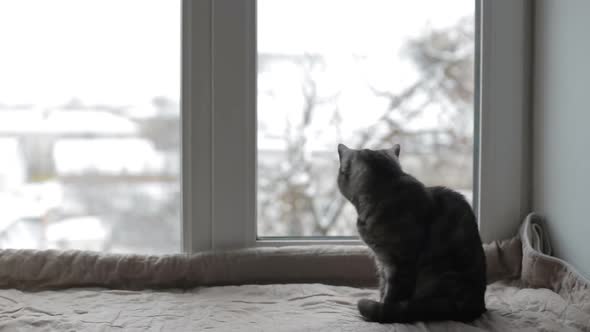 Black Cat Sits on a Windowsill and Looks Out the Window
