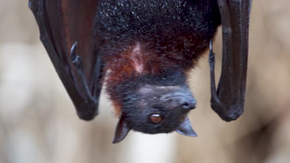 Close up shot of Pteropus Vampyrus hanging upside down snooping and looking around