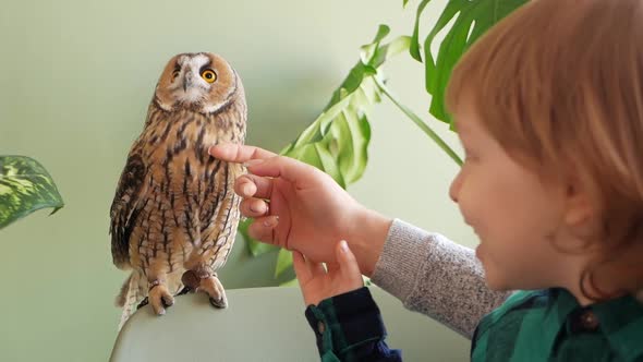 Child Longeared Owl Unusual Pet Exotic