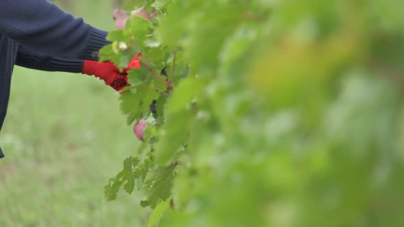 Vineyard Pruning with Shears Tendrils