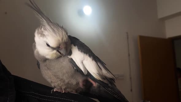 Close up of a Whiteface pied cockatiel pet bird standing on the shoulder of its owner