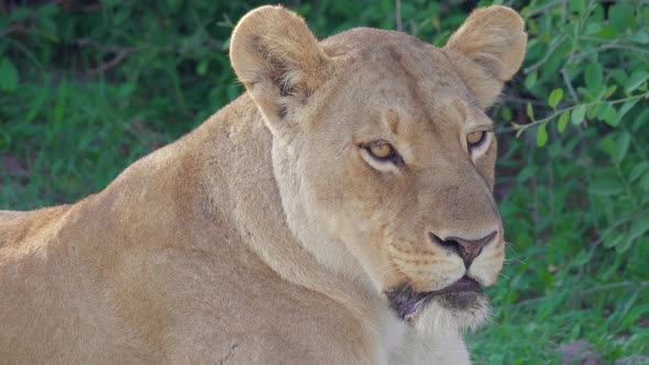 Lioness Lazily Observing In Savuti Marsh. Botswana - closeup shot