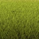 Grass Fly Over  - VideoHive Item for Sale