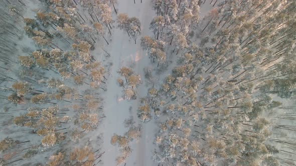 Beautiful Winter Pine Forest