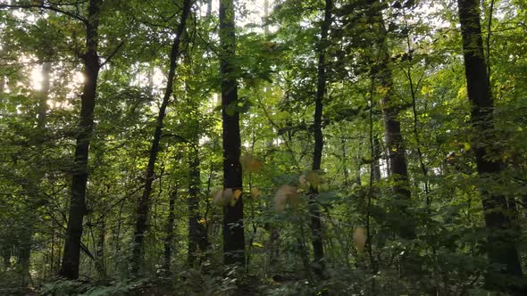 Forest with Trees in an Autumn Day