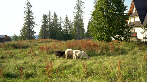 Sheep Herd Grazing In The Field