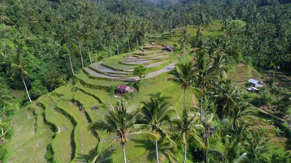 Aerial view of green Rice Terraces in Bali, Indonesia