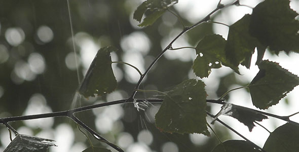 Birch Leaves And Rain 3
