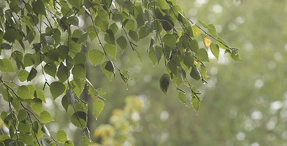 Birch Leaves And Rain 4