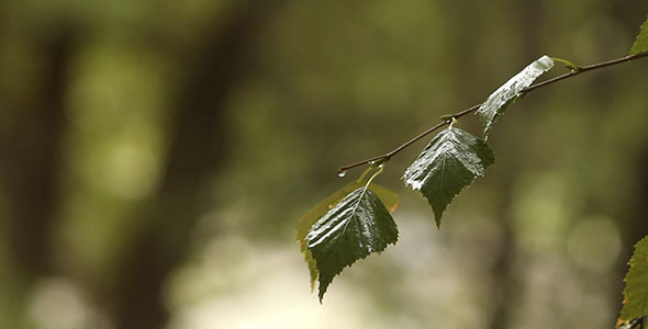 Birch Leaves And Rain 5