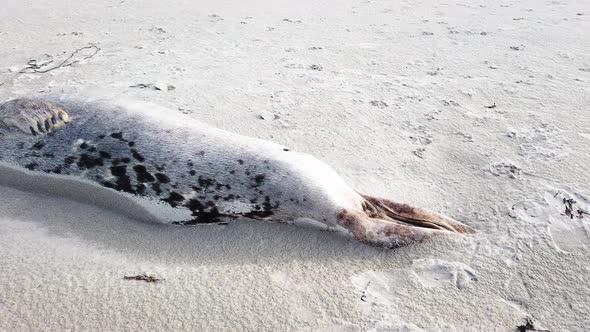 Dead Seal Lying on Narin Beach By Portnoo  County Donegal Ireland