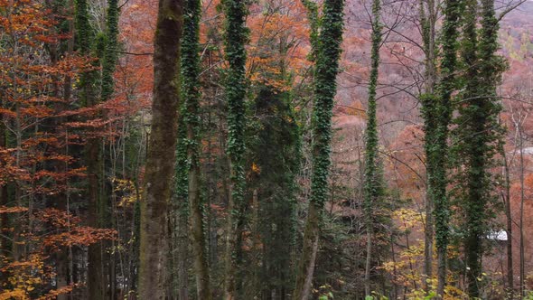 Autumn Forest Mountain Foliage