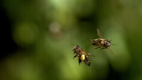 700256 European Honey Bee, apis mellifera, Adults flying with  note full pollen baskets, Slow motion