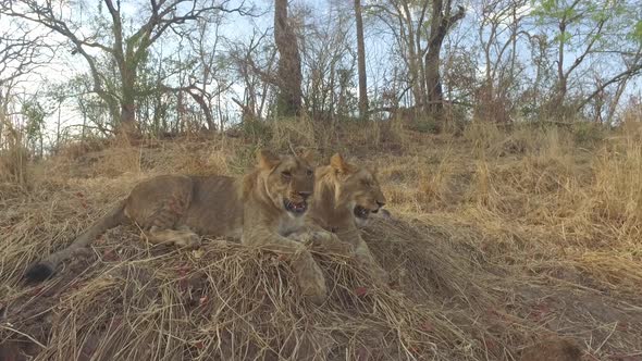 Young cubs relax together Young cubs relax together